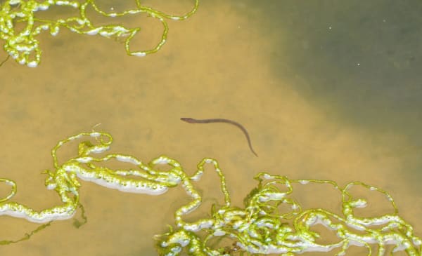 Glass Eel (Elver) Spring Run — Maine, USA