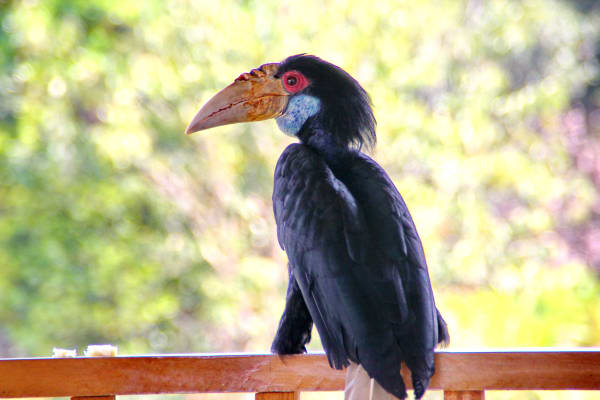 Hornbill Nesting Season (Sarawak)