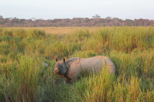 Kaziranga one-horned rhino grassland peak