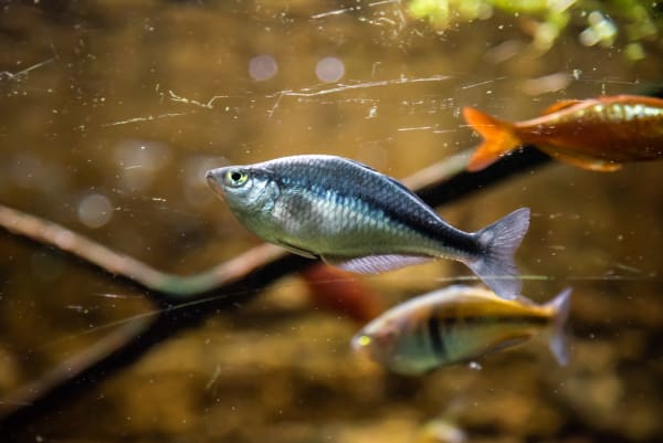 Lake Kutubu Rainbowfish Spawning