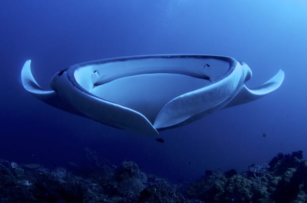 Milne Bay Manta Ray Aggregation