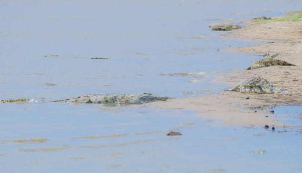 Nile Crocodile Nesting in the Rufiji River