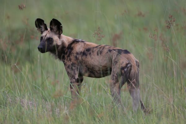 Okavango Delta Painted Dog Denning Season