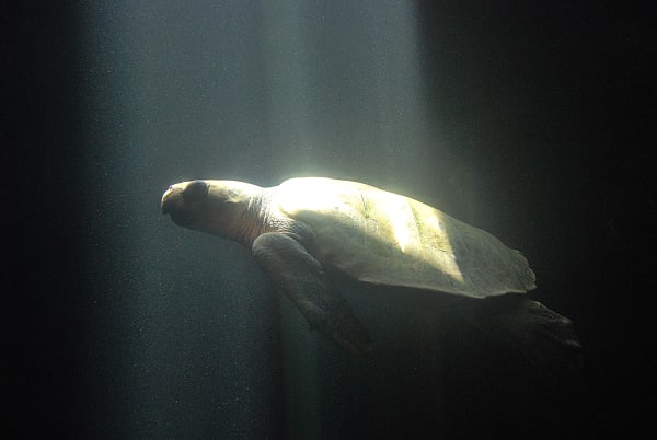 Olive Ridley Arribada - Gahirmatha