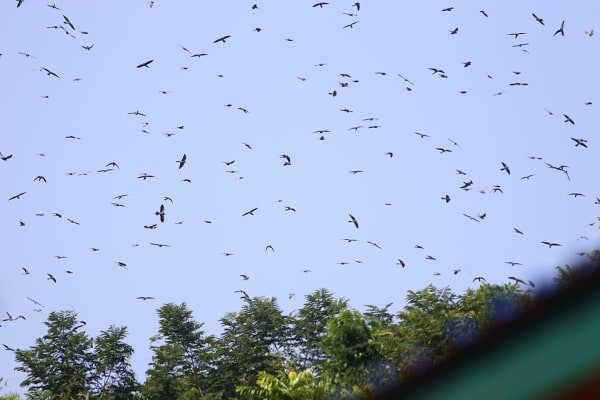 Pangti Amur Falcon Roost