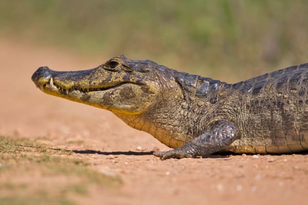 Pantanal yacare caiman mega-congregation