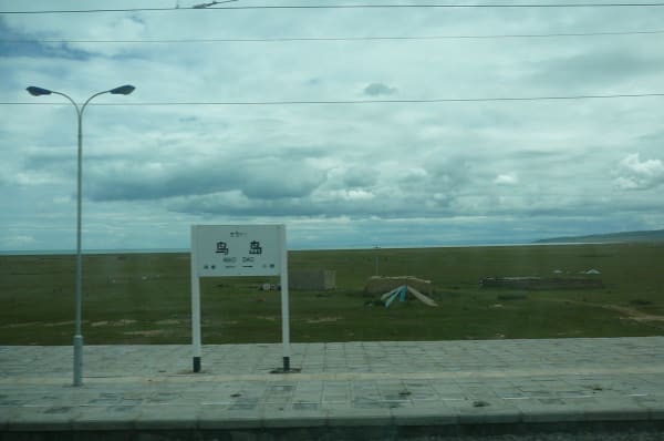 Qinghai Lake (Niaodao) breeding season