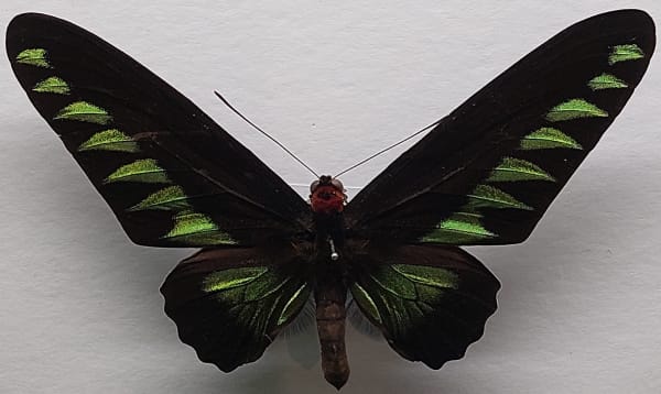 Rajah Brooke's Birdwing puddling aggregations