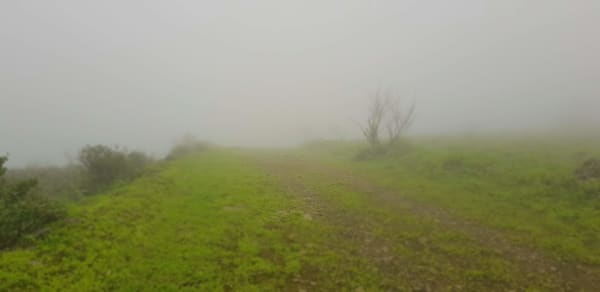 Salalah Khareef (Dhofar Monsoon) - Green Bloom