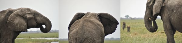 Savuti Marsh elephant bull congregation