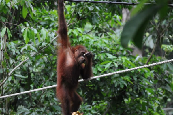 Sepilok orangutan durian fruiting season