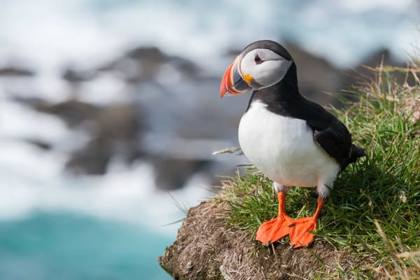 Skellig Michael Atlantic Puffin Colony