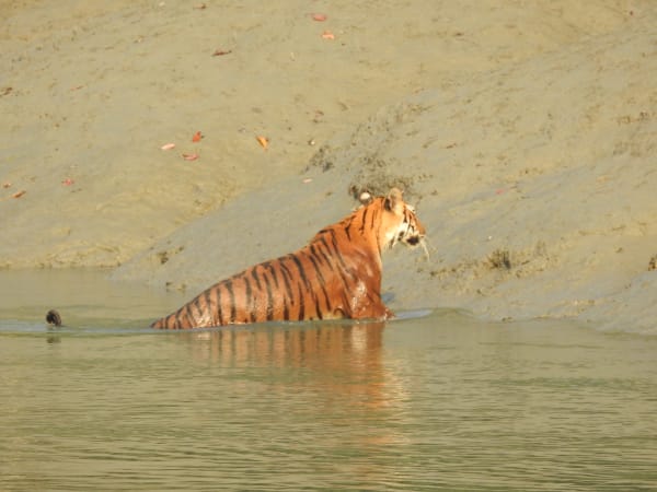Sundarbans Royal Bengal Tiger - Monsoon Swimming