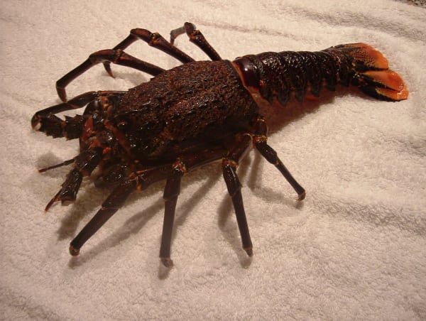 West Coast Rock Lobster Walkout