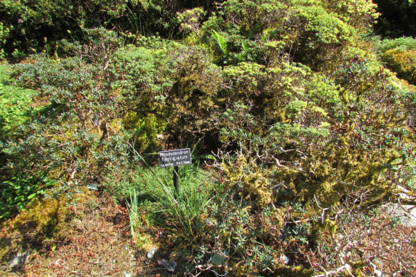 Yunnan Alpine Rhododendron Bloom
