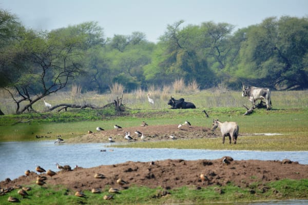 Bharatpur / Keoladeo crane winter congregation