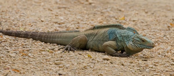 Grand Cayman Blue Iguana Breeding Display