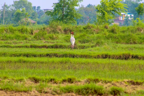 Koshi Tappu migratory waterfowl congregation