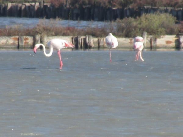 Camargue flamingo breeding colony
