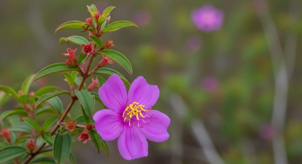 Chapada dos Veadeiros Cerrado Wildflower Bloom