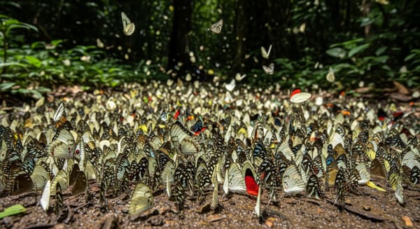 Cuc Phuong butterfly and firefly season