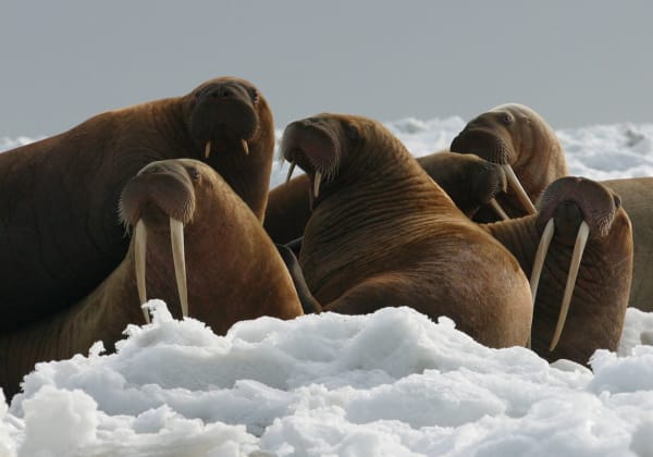 Franz Josef Land walrus haul-out