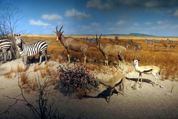 Gashaka-Gumti Dry-Season Wildlife Congregation