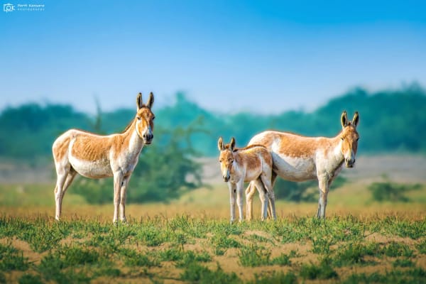 Gobi Khulan (Mongolian wild ass) rutting congregation