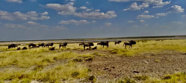 Gorongosa wildebeest recovery congregation