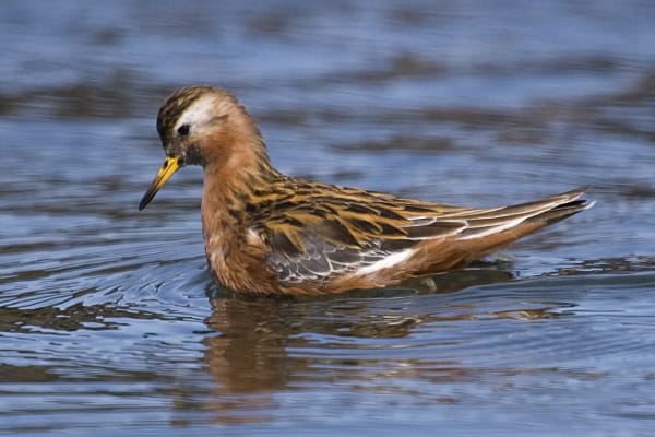 Great Salt Lake Phalarope Staging