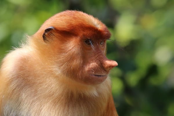 Kinabatangan Riverside Proboscis Monkey Congregation