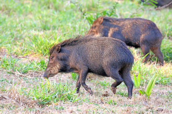 Gran Chaco dry-season peccary congregations