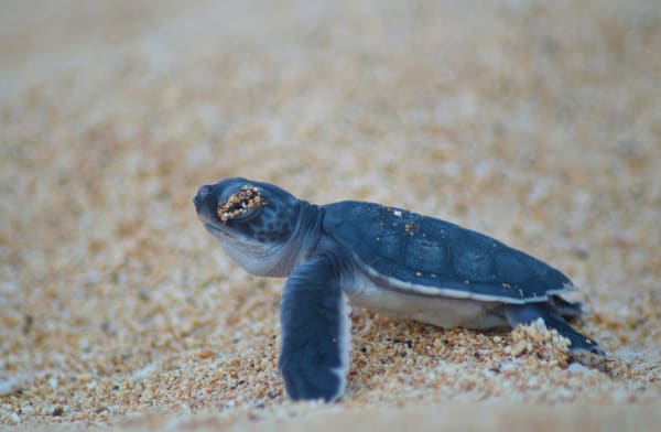 Green Turtle Hatching in Fernando de Noronha