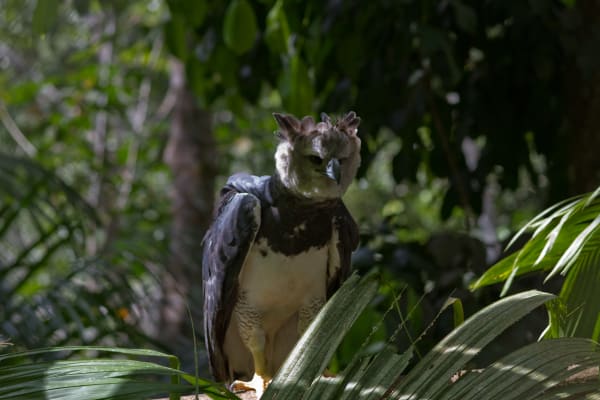 Iwokrama Harpy Eagle Nesting