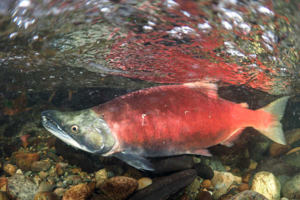 Kamchatka sockeye salmon spawning run