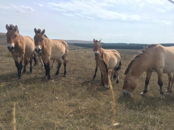 Khustain Nuruu Przewalski Horse Foaling Season