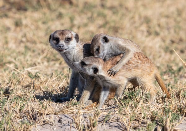 Makgadikgadi Meerkat Sunrise Warming