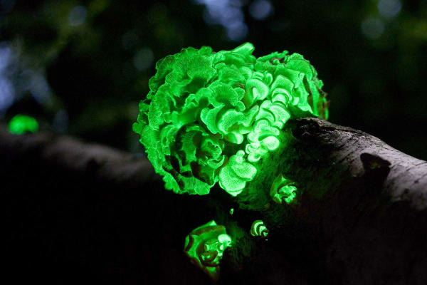 Appalachian Foxfire (Bioluminescent Fungi)