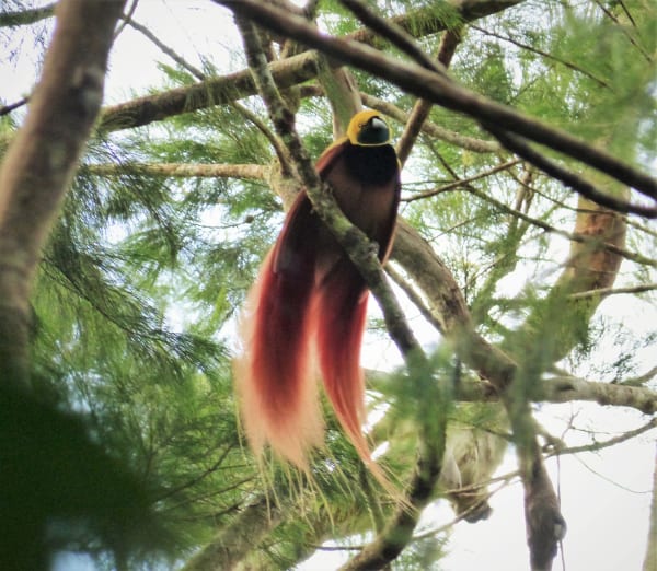 Raggiana Bird-of-paradise Courtship Display