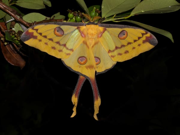 Ranomafana Comet Moth Emergence