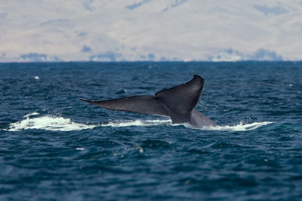 Trincomalee Blue Whale Season