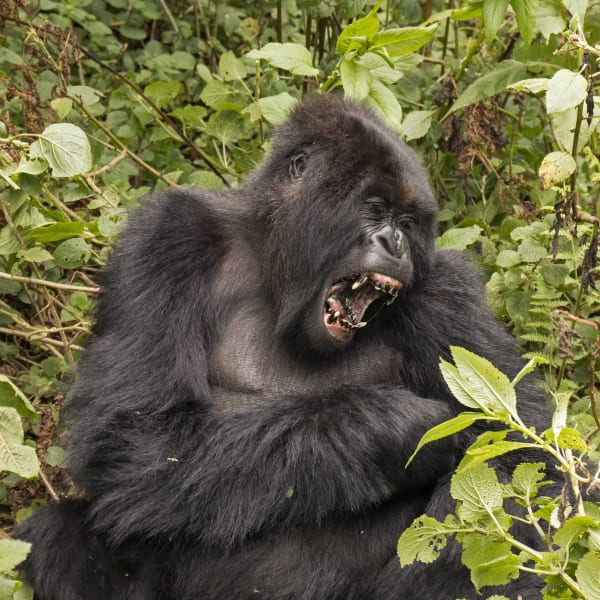 Virunga Mountain Gorilla Bamboo Season