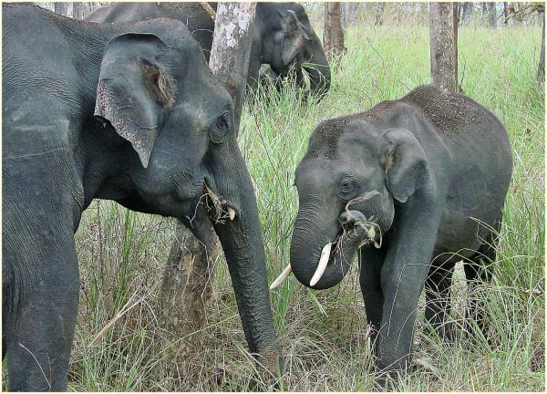 Xishuangbanna wild Asian elephant migration
