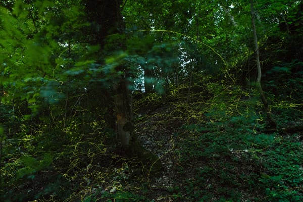 Synchronous Fireflies (Great Smoky Mountains)