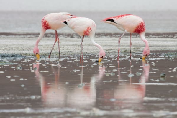 Lake Kerkini Flamingos (Serres)