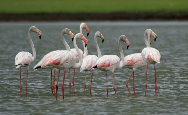 Lake Tuz flamingo breeding colony