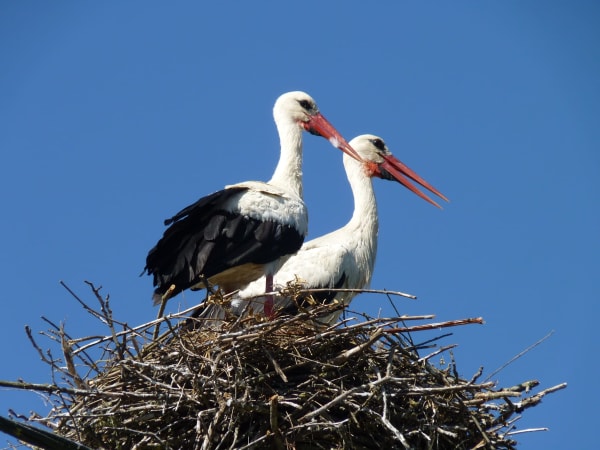 Lonjsko Polje White Stork Nesting Colony