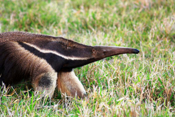 Pantanal Giant Anteater Foraging Season