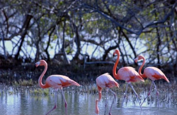 Pekelmeer Flamingo Nesting (Bonaire)