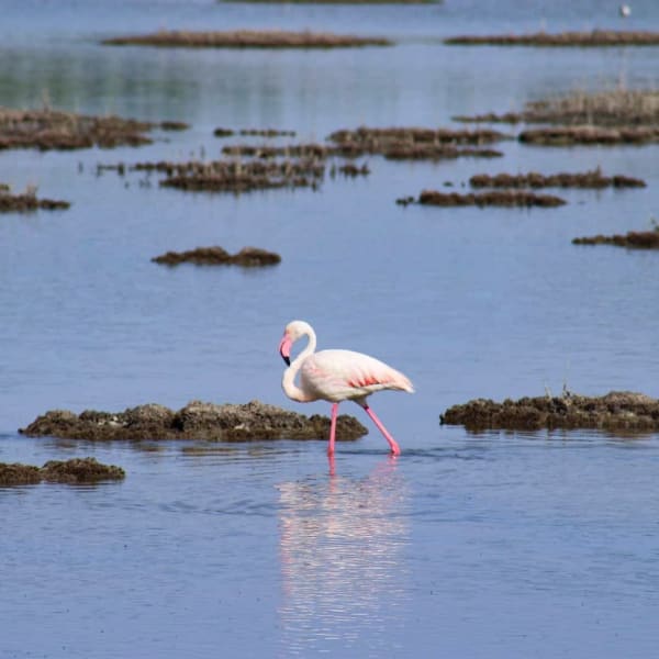 Sardinia Pink Flamingo Winter Congregation
